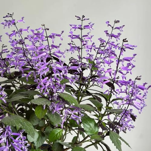 Semi resistenti di lavanda, autunnali resistenti di lavanda biologici, balcone, decorazioni 100pcs