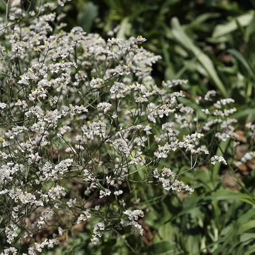 semillas de lavanda marina, limonium sinense, perenne resistente que cubre el suelo, semilla orgánica, medicinales de jardín 100pcs