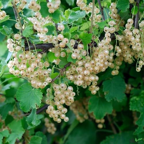 Johannisbeere Weiße Versailler Busch süß säuerliche Früchte Liebhabersorte Topf 40-60 cm