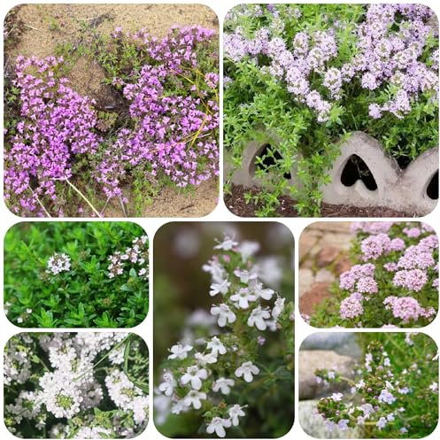 sandthymian samen, bodendecker winterhart mehrjährig gartenpflanzen blumensaat dauerblüher Thymiansamen exotische samen bonsai Zierblumen, sommerblumen balkonblumen garden topfblumen, 500pcs