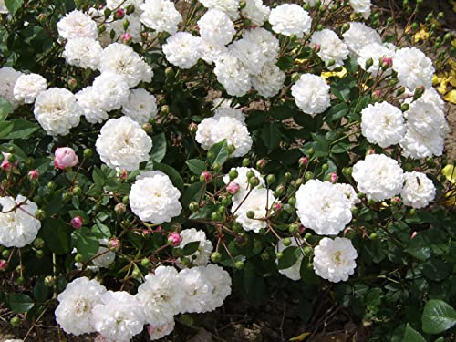 'Felicite Perpetue' Rambling Rose - Masses of Ruffled White Blooms - Potted Rose
