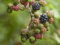 1500 Pieces Jigsaws Puzzles for Adults Gifts-Blackberry,berry,bush 87x57cm