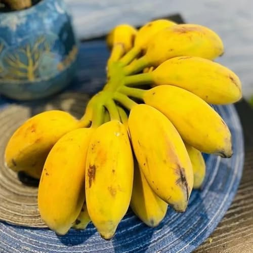 semi di banana decorazione semi di banana resistente bonsái interni colonnari organici decorativi banana 40pcs