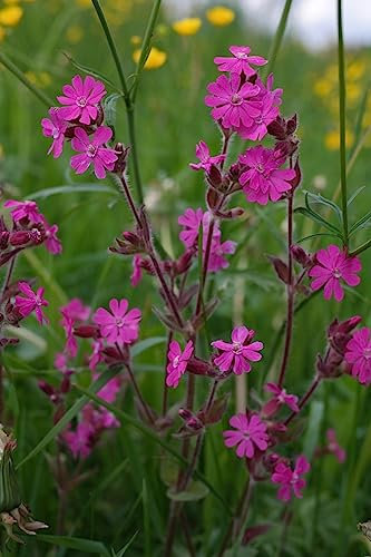 Rote Lichtnelke (Silene dioica) 100 Samen, Wildblumen