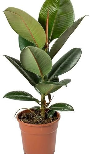 Ficus Elastica Árbol Ornamental Natural de Crecimiento Rápido
