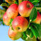 GreenboutiQ - Plante fruitière - Pommier - Malus domestica Jonagold - Pomme Jaune Verte - Pot 21cm Hauteur 90cm