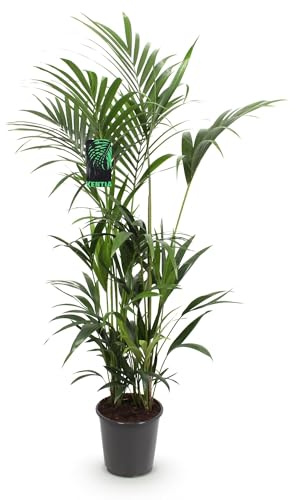Green boutiQ - Plante d'intérieur - Howea Forsteriana - Palmier Kentia - Peu d'entretien - Vert - 1 plante - Pot 27cm - Hauteur 160-170cm
