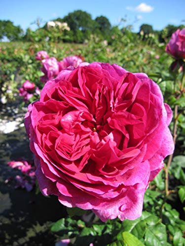 Rosa Young Lycidas ® - Englische Rose - Austin Rose