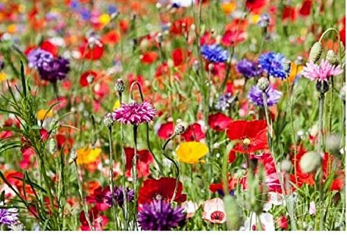 50g Pure Wild Flower Meadow Certified Seeds Over 20 Species of Flower Amazing Value Bulk WholesaleMix 777