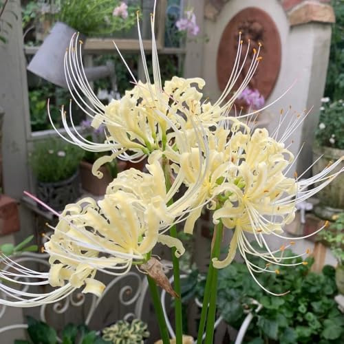 bulbos Lirio araña - Lycoris radiata de jardín decorativa decoración oficina balcón jardín del balcón resistentes 18pcs