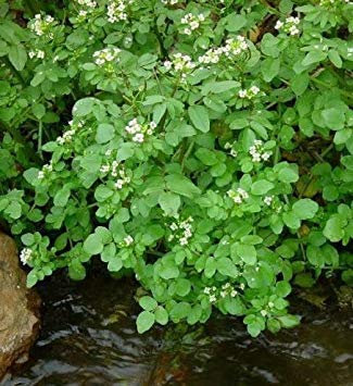 vegherb Frais Nasturtium officinale - 1000 graines de cresson - vivaces - Aquatique - Culinaire - Medicinal