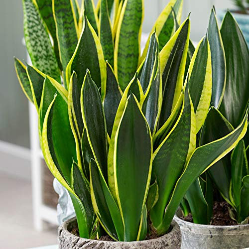 Sansevieria Golden Flame - Snake Plant - Potted Indoor Plant for Home and Office (12cm Pot, 30-40cm)