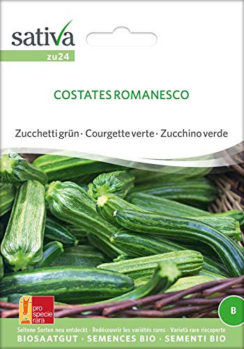 Sativa Rheinau zu24 Zucchini Costates Romanesco (Bio-Zucchinisamen)