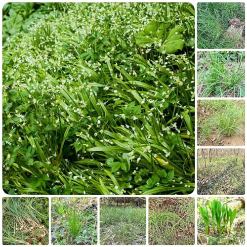 700 pcs bärlauch samen kaufen - bonsai samen blumendeko blumensamen kräuterbeet bärlauchsamen winterfeste pflanzen für balkon kräuter pflanzen winterharte pflanzen für garten winterhart