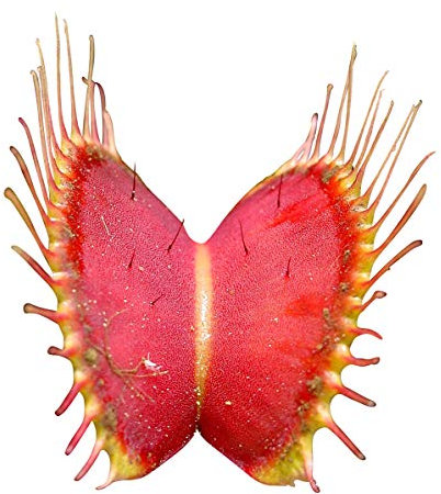 Venus-Fliegenfalle (Dionaea muscipula) 500 Samen (Fleischfressende Pflanze)