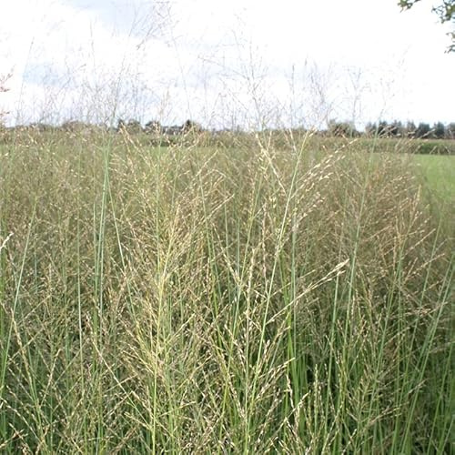 6x Root - Molinia arundinacea 'Transparente' - Olla de 9x9 cm - Hierba Ornamental Aireada