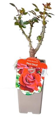 Rosal Arbustivo Rojo Natural – Planta Viva Ideal para Jardínes o Terrazas