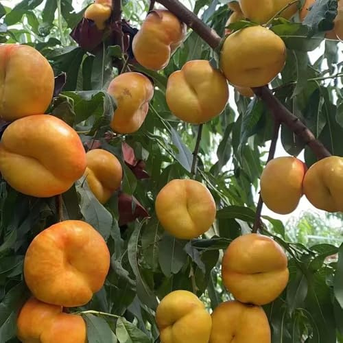 nectarina de jardín resistentes en macetas de interior lugares soleados en maceta con resistentes uso exteriores. sostenibles Setos,s, 12semillas