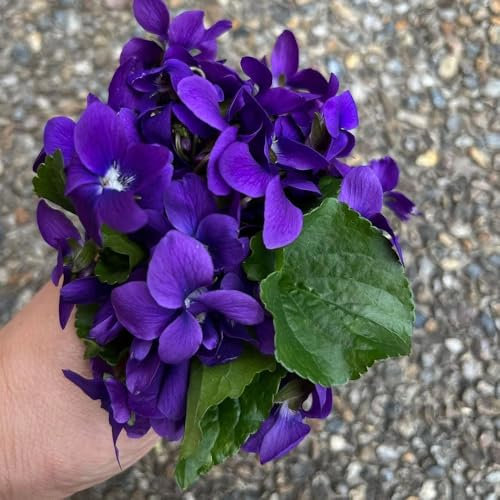 300 pcs Duftveilchen Samen, garten pflanzen pflanzensamen Viola odorata Samen - balkon deko exotische flowers blumendeko dachbegrünung küchenkräuter garten geschenk kräuterbeet blumendeko