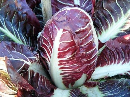 800 Rossa Di Verona Endive Seeds for Planting Heirloom Non-GMO 2.5+ Grams of Seeds Garden Vegetable Bulk Survival Chicory Radicchio Similar to Red Treviso