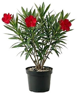 Myoshome - Adelfa Nerium Oleander Planta Natural en Maceta Flor Roja, Arbusto Ornamental Exterior Resistente al Sol para Jardín Terraza Balcón Planta Viva Fácil Cuidado. Adelfa (Rojo)