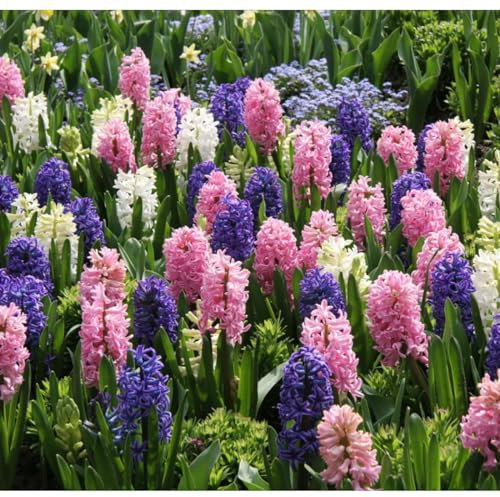 Giacinto bulbi,piante erbacee perenni, bulbi da fiore resistenti al freddo e alla siccità,giacinto d acqua pianta(senza semi,non artificiale e resistente al freddo)-2bulbi-A