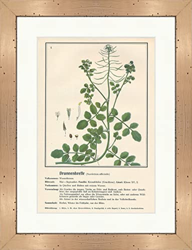 Biller Antik Cresson de fontaine Nasturtium officinale Herbes médicinales 053 encadré