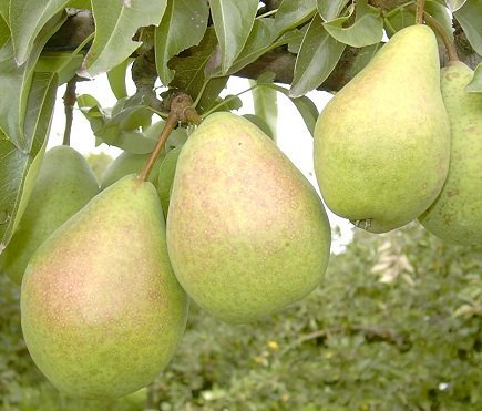 Köstliche von Charneux, Herbstbirne, Halbstamm, 150-170cm im 10L Topf