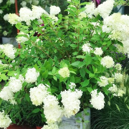semi di ortensia a pannocchia, rampicanti decorazioni da giardino per esterni arredamento del soggiorno in vaso tappezzanti rialzata in vaso 100pcs