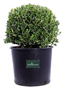 Pianta di Buxus Microphylla Faulkner Sfera pianta di Bosso Sfera pianta da esterno pianta di Bosso ornamentale pianta vera di Bosso Faulkner venduta da eGarden.store (Vaso 30 cm)