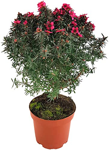 Fangblatt - Leptospermum scoparium - Manukahonig-Pflanze/Südseemyrte im Ø 12 cm Topf - Stämmchen mit rosa Blüten