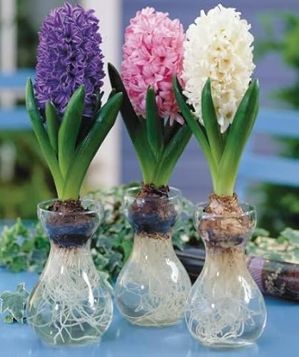 Hyacinth Bulb and Forcing Vase Kit - Ready to Grow Indoor Hyacinth - Teacher Appreciation or Easter Gift - Mixed Color Blooms – Just Add Water – No Soil or Mess - Fragrant Flowers (3 Bulbs + 3 Vases)