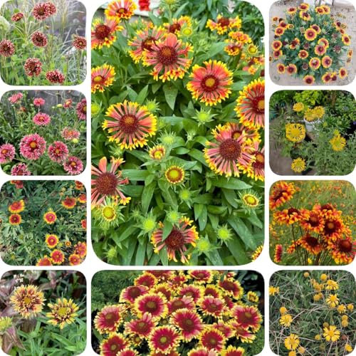 100 pcs Gaillardia Pflanze - Gaillardia Pulchella, blumensamen mehrjährig winterhart Kokardenblume Staude Winterhart Pflanze, herbstblumen samen, blumensamen balkonblumen blumen geschenk