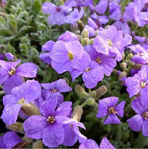 6 x Aubrieta 'Cascade Purple' - Perenni Vaso 9cm x 9cm
