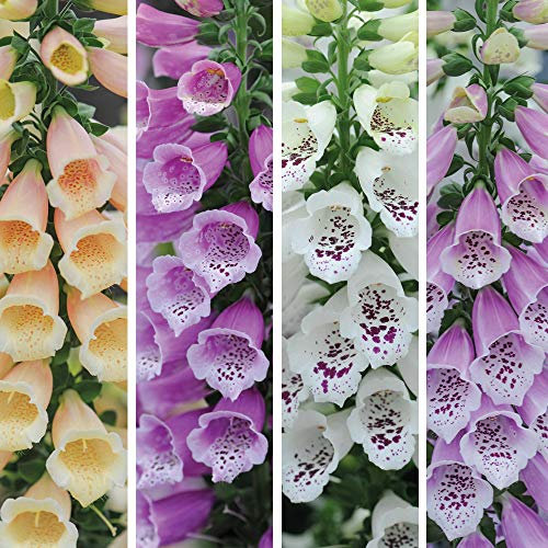 Digitalis ‘Dalmatian Mixed’ 12 Foxglove Plug Plants – Hardy Biennial – Mixed Colour Spires – Wildlife Friendly Cottage Garden Flowers – Ideal for Borders & Woodland Planting by Thompson & Morgan