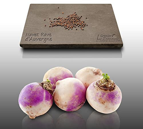 250 graines à semer - Le Grenier d'Abondance - NAVET Rave Auvergne hâtive - Rapum