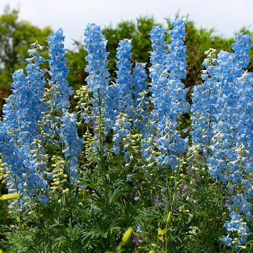 Bloomique - Set di 3 - Delphinium ‘Magic Fountains Sky Blue’ - Delfinio - Resistente al freddo - Altezza 10-20 cm - Vaso 9x9 cm