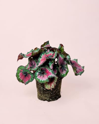 PUR PLANT Begonia rex Macarena | Planta Natural de Interior en Maceta 12 cm | Follaje Decorativo y Fácil de Cuidar