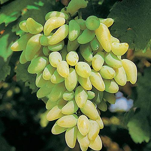 AMDGarden Pianta di Uva Vite Innestata da Tavola Pizzutello Bianco in Vaso 18 cm Rampicante a Foglia Caduca