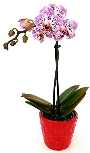 POWERS TO FLOWERS - ORCHIDEA PHALAENOPSIS STRIATA IN VASO CERAMICA CUORI, Pianta Vera