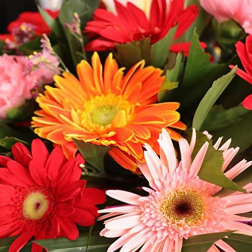 Haloppe 100 Stücke Gerbera Blumen Pflanzen Samen für Hausgarten Pflanzen, Gerbera Samen Anmutige Gerbera Blumensamen für Garten Margeritensamen
