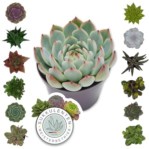 Pasiora Sukkulenten Mix im 6cm Topf, verschiedene kleine Pflanzen, Geschenkset (12 Stück)