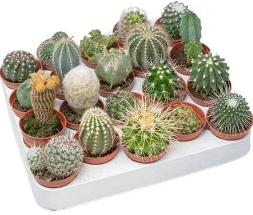 Set de 20 Cactus - Plantas Naturales de Interior o Exterior