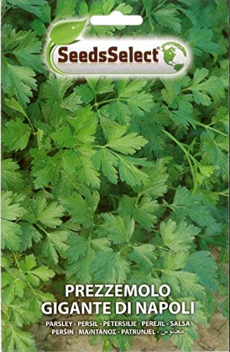 SEMI SEMENTI DI PREZZEMOLO GIGANTE DI NAPOLI BUSTINA MAXI