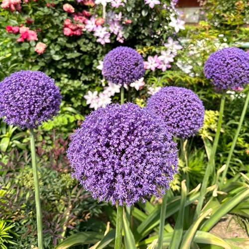 Allium balcone vaso porro gigante ufficio decorazione ornamentali giardino 30bulbi
