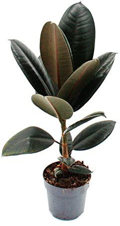 Exotenherz - Albero di gomma – Ficus elasticaAbidjan – Vaso da 11 cm