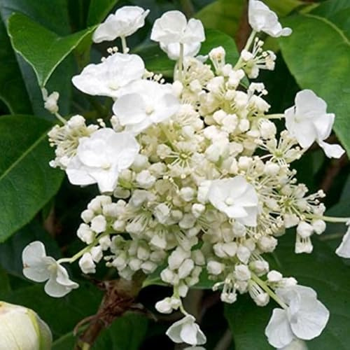 Hydrangea SEEMANII Evergreen Climbing Hydrangea in a 3 Litre Pot with Colour Care Label | Garden Ready Climbing Plant by Plant Lovers Garden