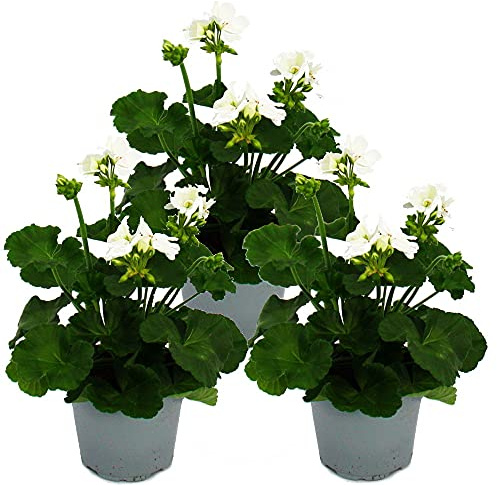 Exotenherz - Geranien stehend - Pelargonium zonale - 12cm Topf - Set mit 3 Pflanzen - weiß