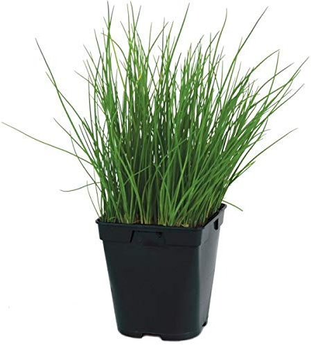 Ciboulette, plante aromatique, pot de 1L