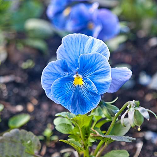 StiefmüTterchen Pflanzen 80 Blau Blumensamen Bonsai Samen Hornveilchen Pflanzen Kaufen Bodendecker Winterhart MehrjäHrig Geschenk Garten Schnittblumen Samen